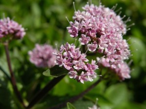 effetti della valeriana