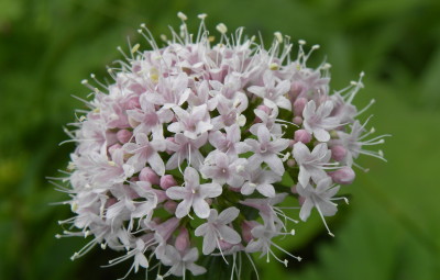 benefici valeriana effetti relax