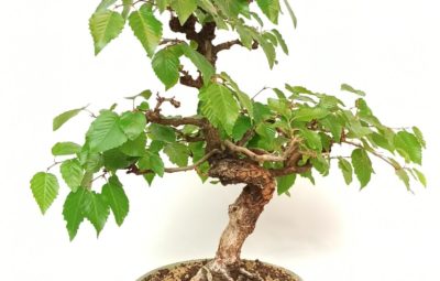 comprare un bonsai